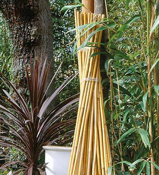 Tuteur en bambou naturel